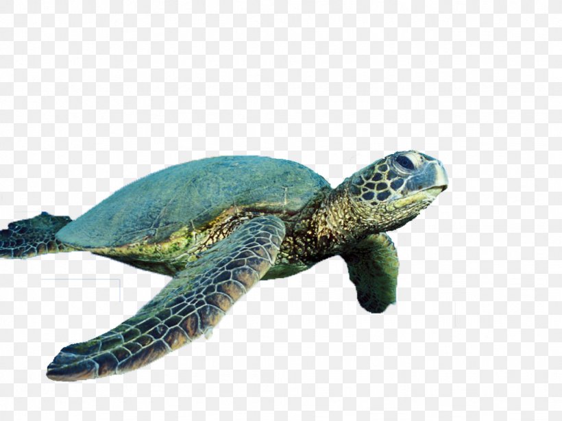 Sea Turtle Reptile Cropping, PNG, 1024x768px, Turtle, Cropping, Document, Fauna, Green Sea Turtle Download Free