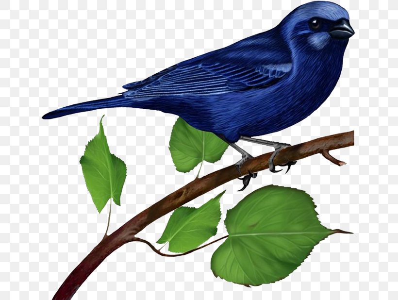 Bluebird Clip Art, PNG, 650x618px, Bird, Beak, Bluebird, Branch, Cuculiformes Download Free