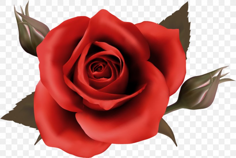 Desktop Wallpaper Rose Wallpaper, PNG, 852x569px, Paper, Close Up, Color, Cut Flowers, Floribunda Download Free