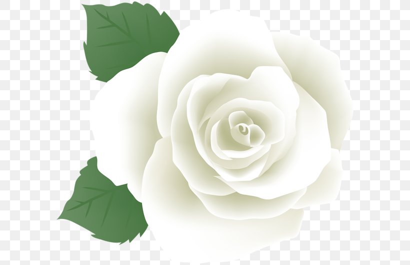 Garden Roses Image Floribunda Cabbage Rose, PNG, 600x529px, Garden Roses, Blackandwhite, Botany, Cabbage Rose, Camellia Download Free