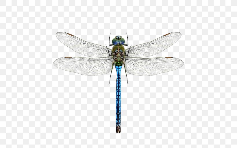 A Dragonfly? Mosquito Pterygota Halloween Pennant, PNG, 512x512px, Dragonfly, Arthropod, Celithemis, Damselflies, Dragonflies And Damseflies Download Free