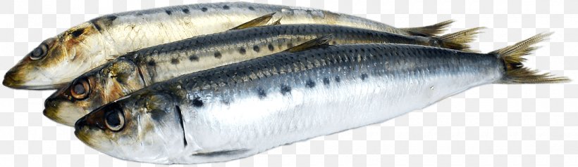 Sardine Oily Fish Omega-3 Fatty Acids Fish Oil, PNG, 1120x326px, Sardine, Animal Source Foods, Eating, Fish, Fish Oil Download Free