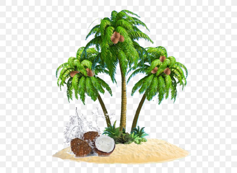 Coconut Flowerpot Houseplant, PNG, 600x600px, Coconut, Arecales, Flowerpot, Houseplant, Palm Tree Download Free