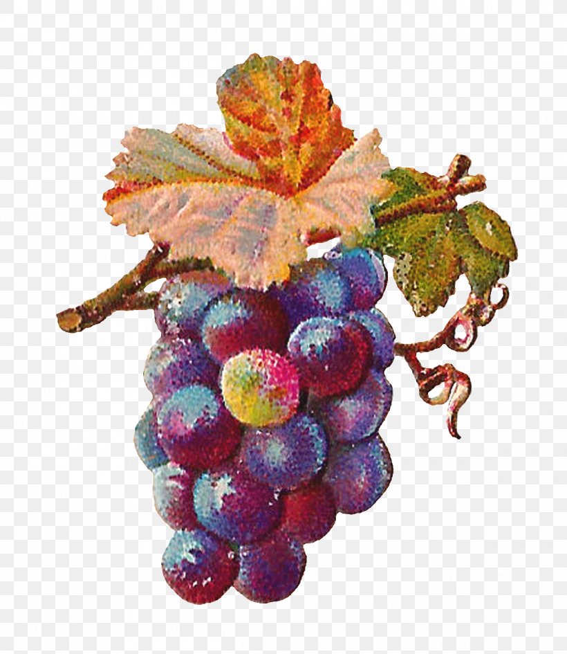 Common Grape Vine Zante Currant Grape Leaves Wine, PNG, 1200x1384px, Grape, Common Grape Vine, Drawing, Flowering Plant, Food Download Free