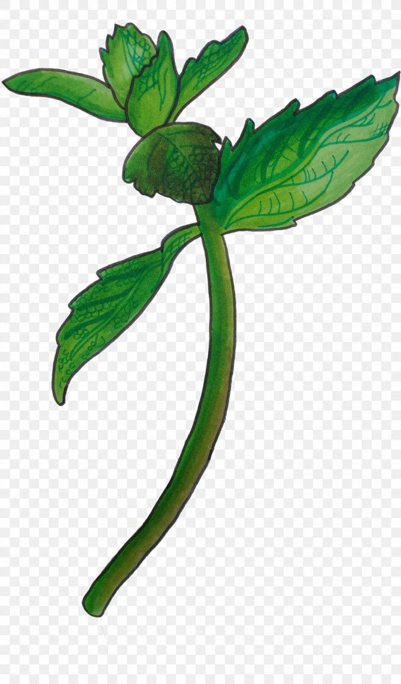 Leaf Flower Plant Plant Stem Herbal, PNG, 2323x3968px, Leaf, Flower, Herb, Herbal, Impatiens Download Free