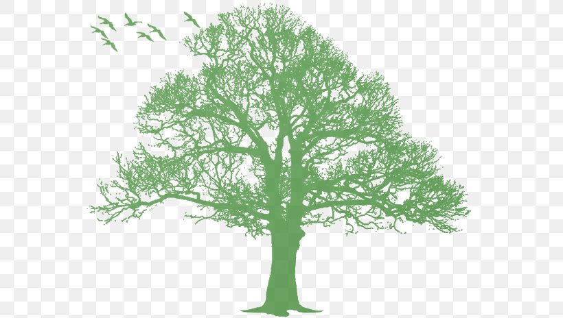 Oak Tree Silhouette, PNG, 570x464px, Oak, Arecaceae, Branch, Eucalyptus Camaldulensis, Grass Download Free