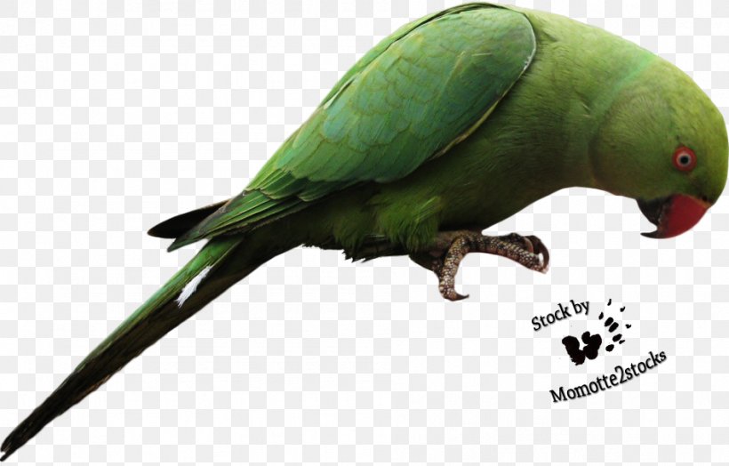 Parrots Of New Guinea Lovebird, PNG, 946x605px, Parrot, Alexandrine Parakeet, Australian King Parrot, Australian Ringneck, Beak Download Free