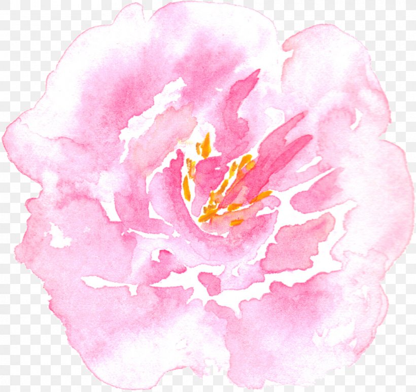 Peony Watercolor Painting Centifolia Roses, PNG, 1062x1002px, Peony, Camellia, Centifolia Roses, Flower, Flowering Plant Download Free