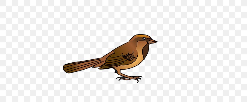 House Sparrow Bird Beak Download, PNG, 604x340px, House Sparrow, Animation, Beak, Bird, Eurasian Tree Sparrow Download Free