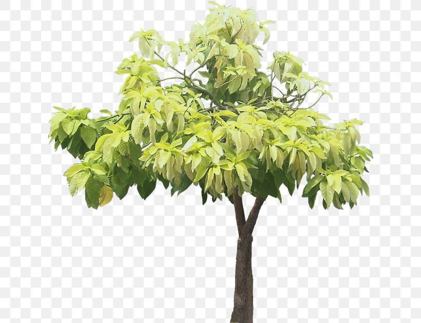 Pisonia Grandis Tree Pisonia Alba Ornamental Plant, PNG, 634x629px, Pisonia Grandis, Art Diary, Branch, Flowerpot, Houseplant Download Free