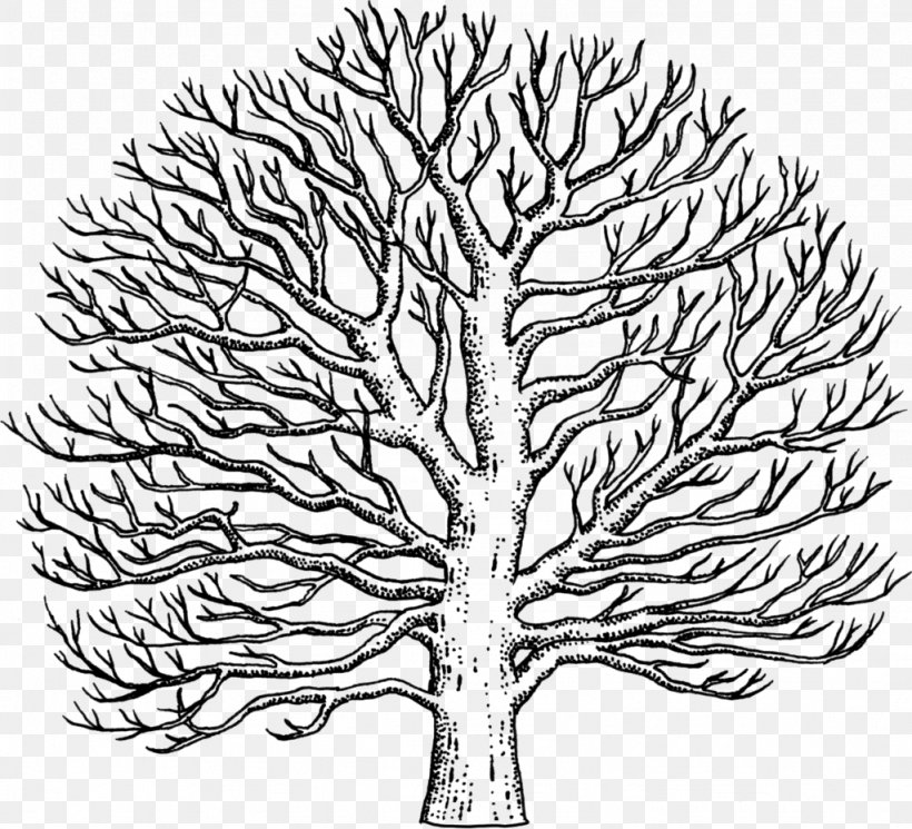 Twig Line Art American Sycamore Drawing Tree, PNG, 1024x931px, Watercolor, Cartoon, Flower, Frame, Heart Download Free