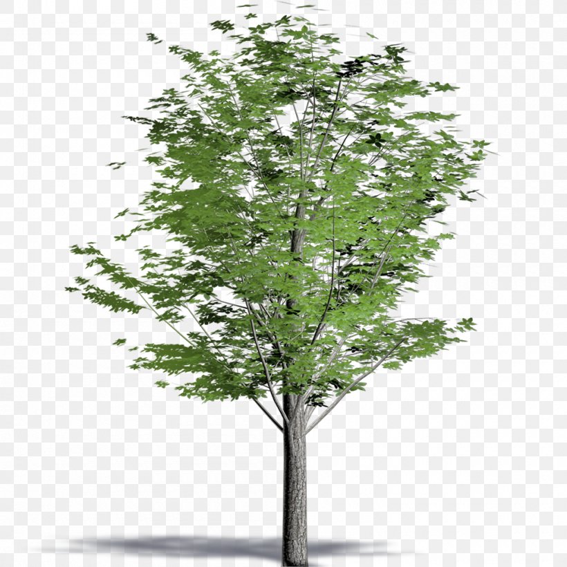 Drawing Tree Painting, PNG, 1000x1000px, Drawing, Architectural Drawing, Architecture, Art, Artist Download Free