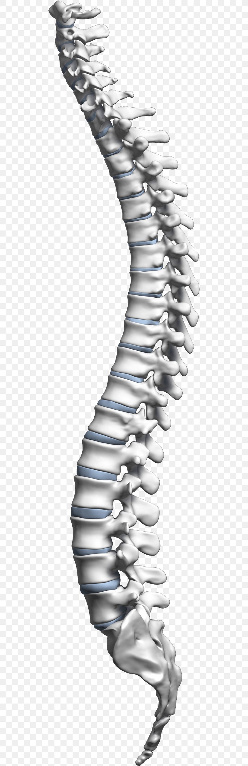 Living Well Spine Center Vertebral Column Spinal Cord Neck Cervical Vertebrae, PNG, 500x2526px, Vertebral Column, Black And White, Central Nervous System, Cervical Vertebrae, Chiropractic Download Free