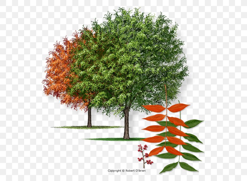 Pistacia Chinensis Northern Red Oak Pistachio Shade Tree, PNG, 600x600px, Pistacia Chinensis, Autumn Leaf Color, Branch, Crepe Myrtle, Deciduous Download Free