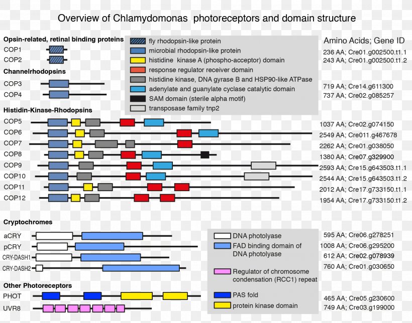 Chlamydomonas Reinhardtii CRISPR Gene Algae Electroporation, PNG, 2069x1626px, Chlamydomonas Reinhardtii, Algae, Area, Biology, Chlamydomonas Download Free