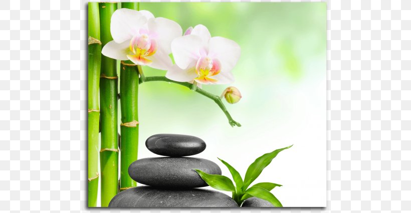 Desktop Wallpaper Spa Light Thai Massage Stone Massage, PNG, 670x425px, Spa, Day Spa, Flora, Floral Design, Flower Download Free