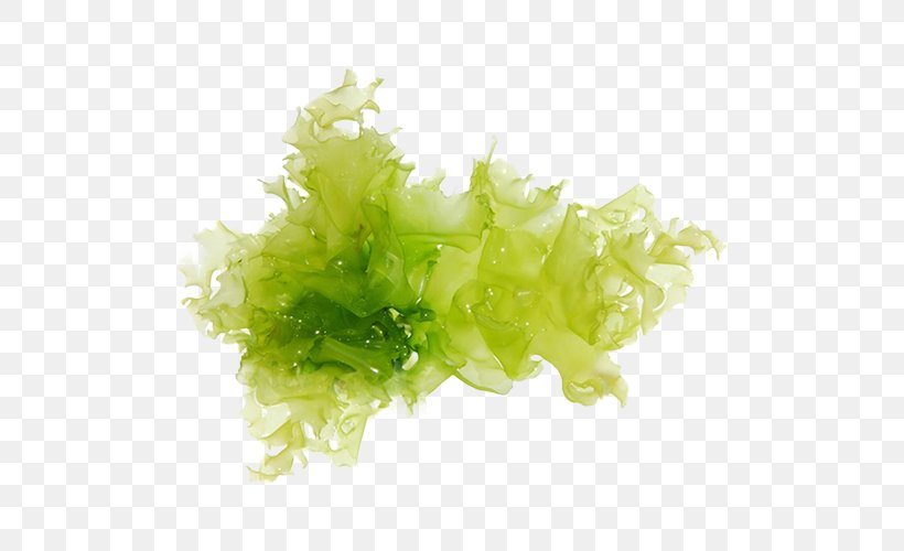 Green Algae Seaweed Stock Photography, PNG, 500x500px, Algae, Chlorella, Chlorophyll, Edible Seaweed, Green Download Free