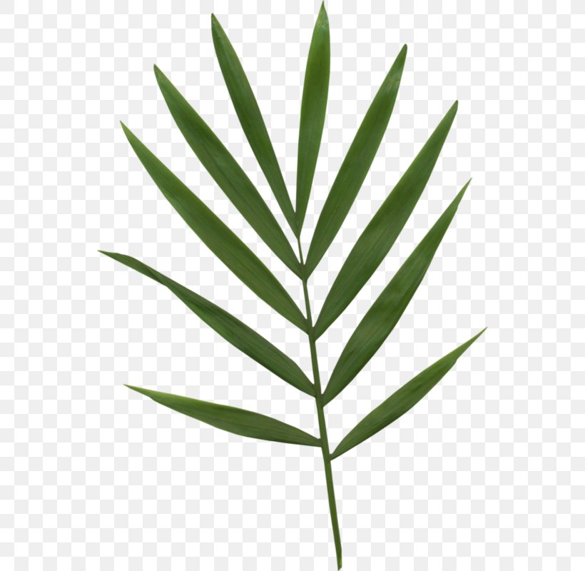 Bamboo Leaf Bamboe, PNG, 548x800px, Bamboo, Bamboe, Drawing, Evergreen, Grass Download Free