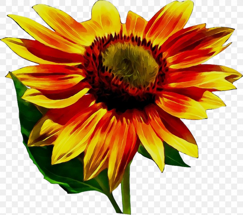 Common Sunflower Blanket Flowers Annual Plant Sunflower Seed Cut Flowers, PNG, 1198x1061px, Common Sunflower, Annual Plant, Artificial Flower, Asterales, Blanket Download Free