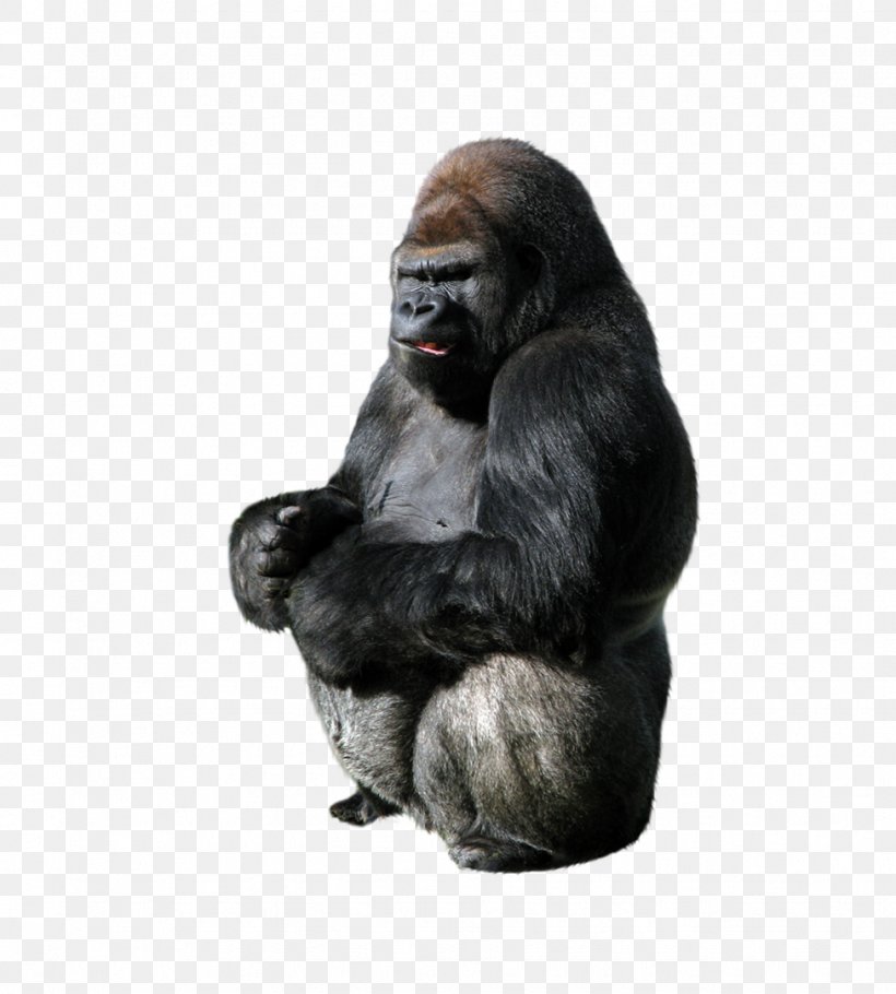 Gorilla Ape Primate, PNG, 976x1084px, Gorilla, Ape, Chimpanzee, Common Chimpanzee, Fur Download Free