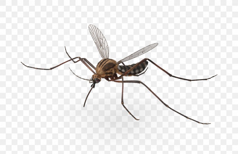 Insect Mosquito Pest Invertebrate Arthropod, PNG, 1577x1023px, Insect, Ant, Arthropod, Fly, Invertebrate Download Free