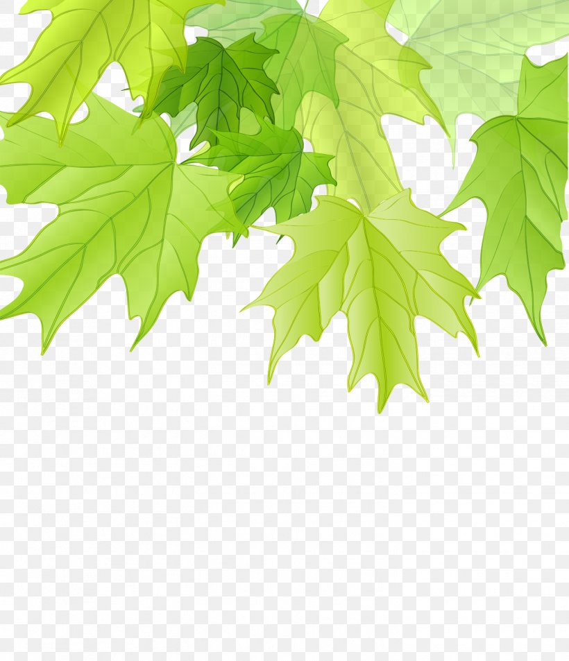 Maple Leaf Green, PNG, 1451x1687px, Maple Leaf, Branch, Firmiana Simplex, Green, Ivy Download Free