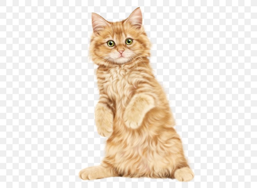 Persian Cat Kitten Ragdoll British Shorthair Russian Blue, PNG, 600x600px, Persian Cat, American Wirehair, British Semi Longhair, British Shorthair, Carnivoran Download Free