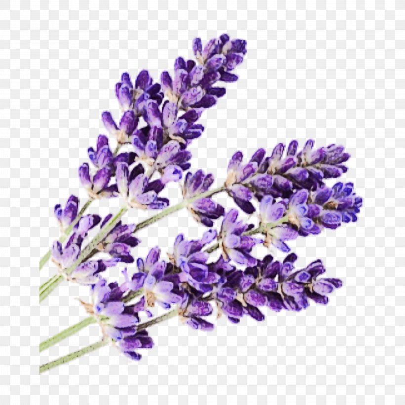 Purple Watercolor Flower, PNG, 2896x2896px, Watercolor, Aroma Compound, Aromatherapy, Buddleia, Deodorant Download Free