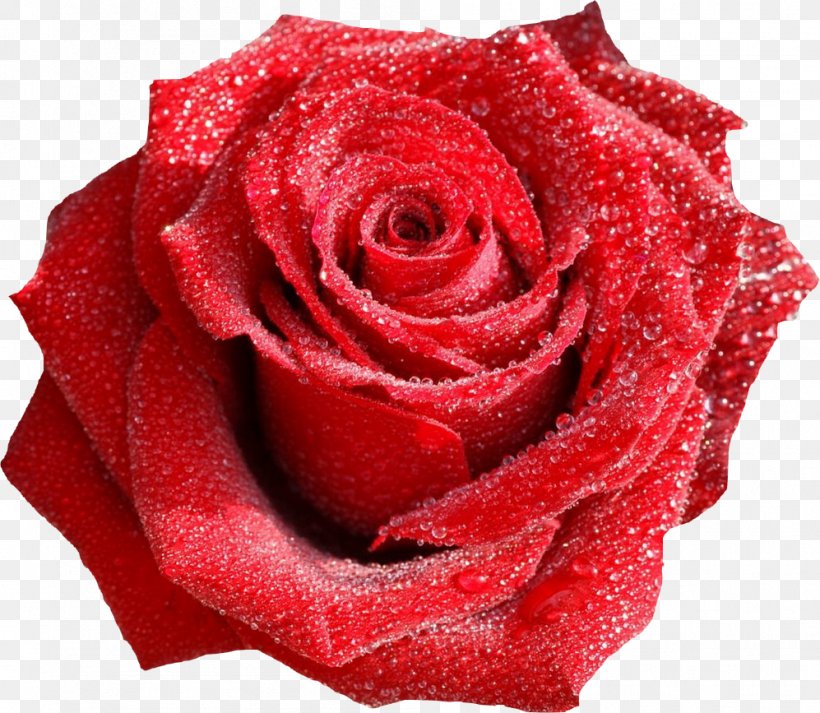 Rose Flower Bouquet Valentine's Day Red, PNG, 997x867px, Rose, Blue Rose, Color, Cut Flowers, Drop Download Free