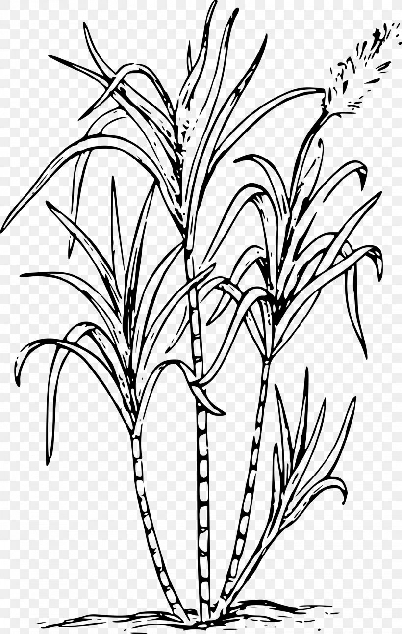 Sugarcane Candy Cane Clip Art, PNG, 1523x2400px, Sugarcane, Black And White, Branch, Candy Cane, Cane Download Free