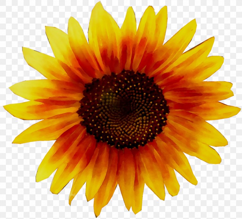 Clip Art Image Vector Graphics Desktop Wallpaper, PNG, 1556x1413px, Sunflower, Annual Plant, Asterales, Blanket Flowers, Cuisine Download Free