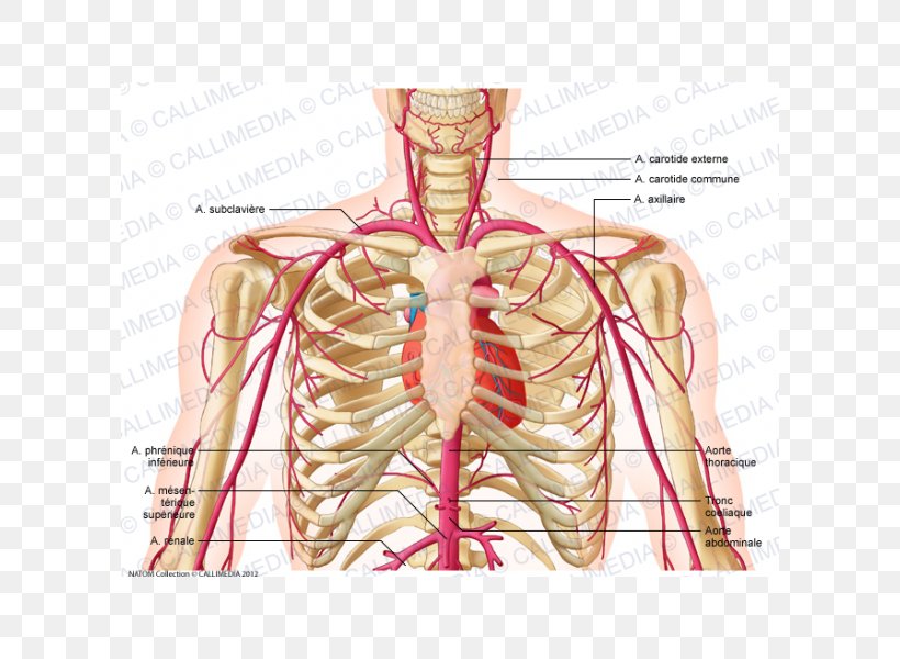 Supratrochlear Artery Head And Neck Anatomy External Carotid Artery, PNG, 600x600px, Watercolor, Cartoon, Flower, Frame, Heart Download Free