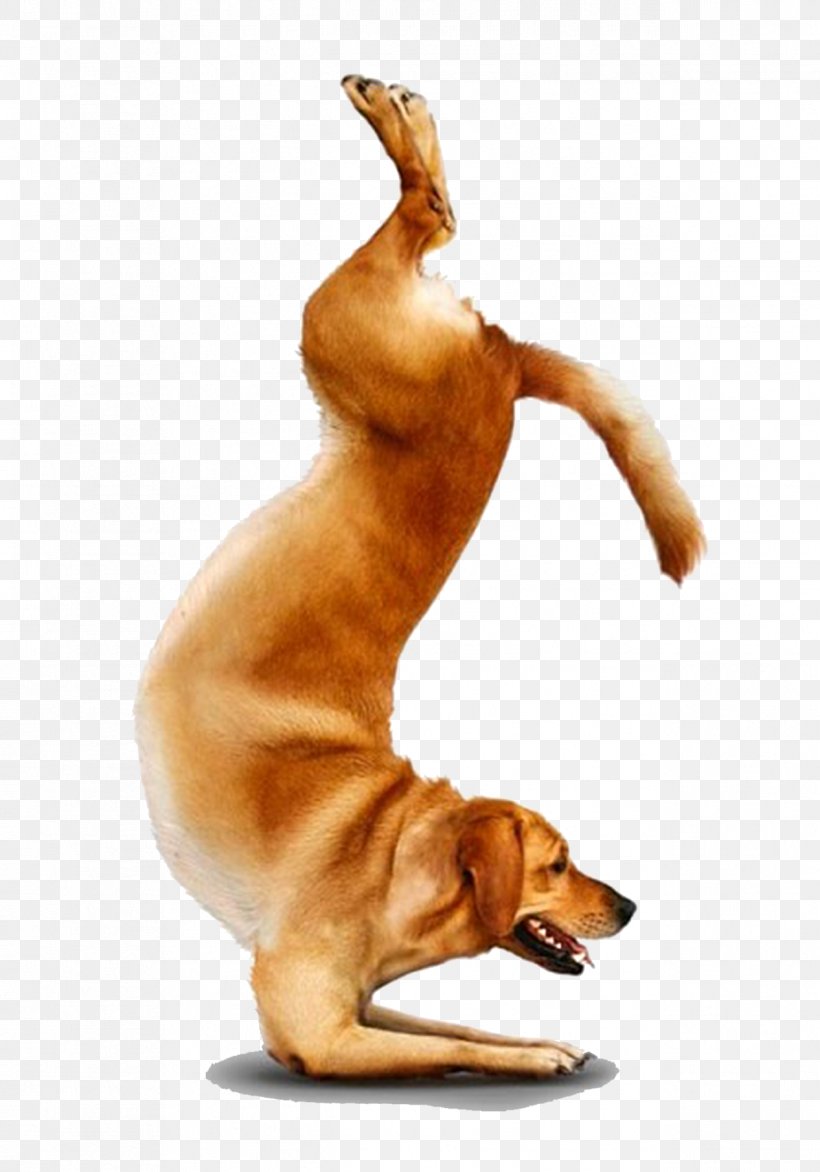 Chihuahua Yoga Dogs Doga Adho Mukha śvānāsana, PNG, 1266x1810px, Chihuahua, Asana, Carnivoran, Dog, Dog Breed Download Free