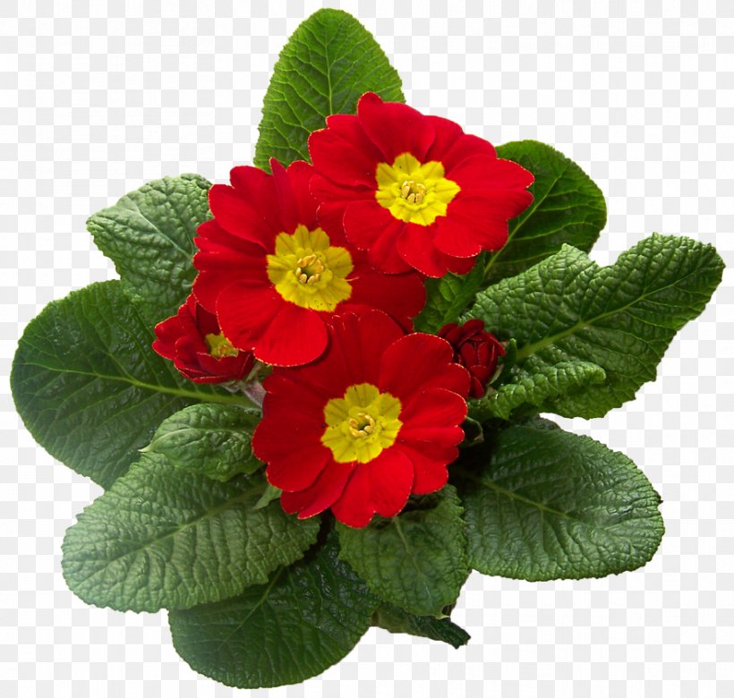 Primrose Cowslip, PNG, 882x840px, Primrose, Annual Plant, Cowslip, Flower, Flowering Plant Download Free