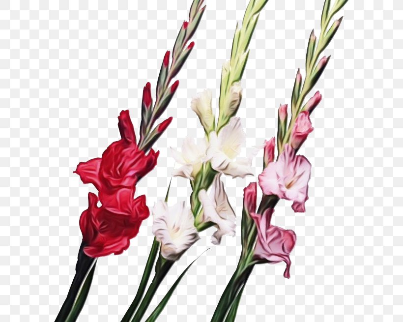Flower Plant Cut Flowers Gladiolus Pedicel, PNG, 600x655px, Watercolor, Cut Flowers, Flower, Gladiolus, Iris Family Download Free