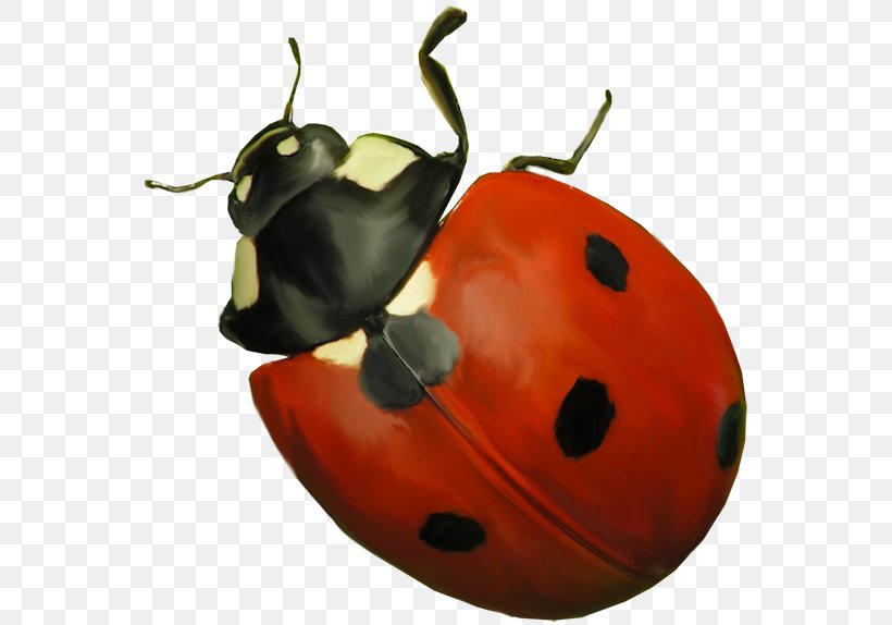 Ladybird Insect Clip Art, PNG, 560x574px, 2017, Ladybird, Animation, Beetle, Diploma Download Free