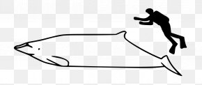 Whale Png - Porpoise Stejneger's Beaked Whale Blainville's Beaked Whale Giant Beaked Whale Cetacea PNG