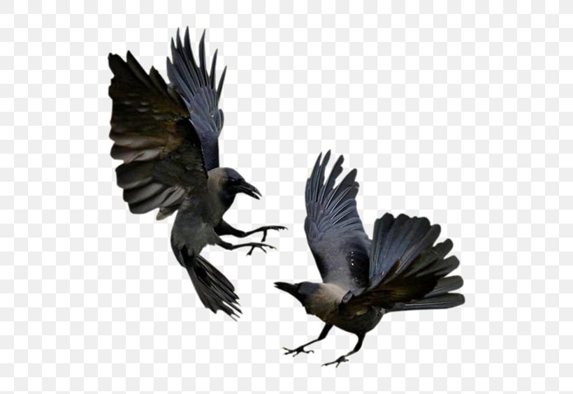 Bird Common Raven House Crow Flight Magpie, PNG, 564x564px, Bird, American Crow, Animal, Beak, Bird Control Download Free