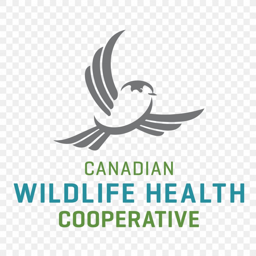 National Wildlife Health Center Avian Influenza Canada, PNG, 3333x3333px, National Wildlife Health Center, Area, Artwork, Avian Influenza, Beak Download Free