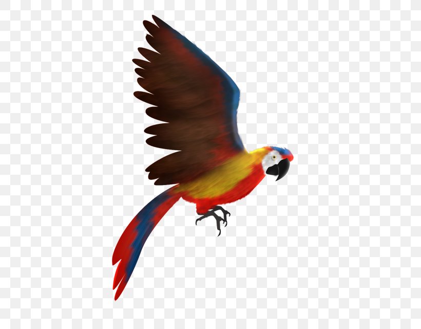 Scarlet Macaw Animation Lories And Lorikeets, PNG, 640x640px, Macaw, Animal, Animation, Beak, Bird Download Free