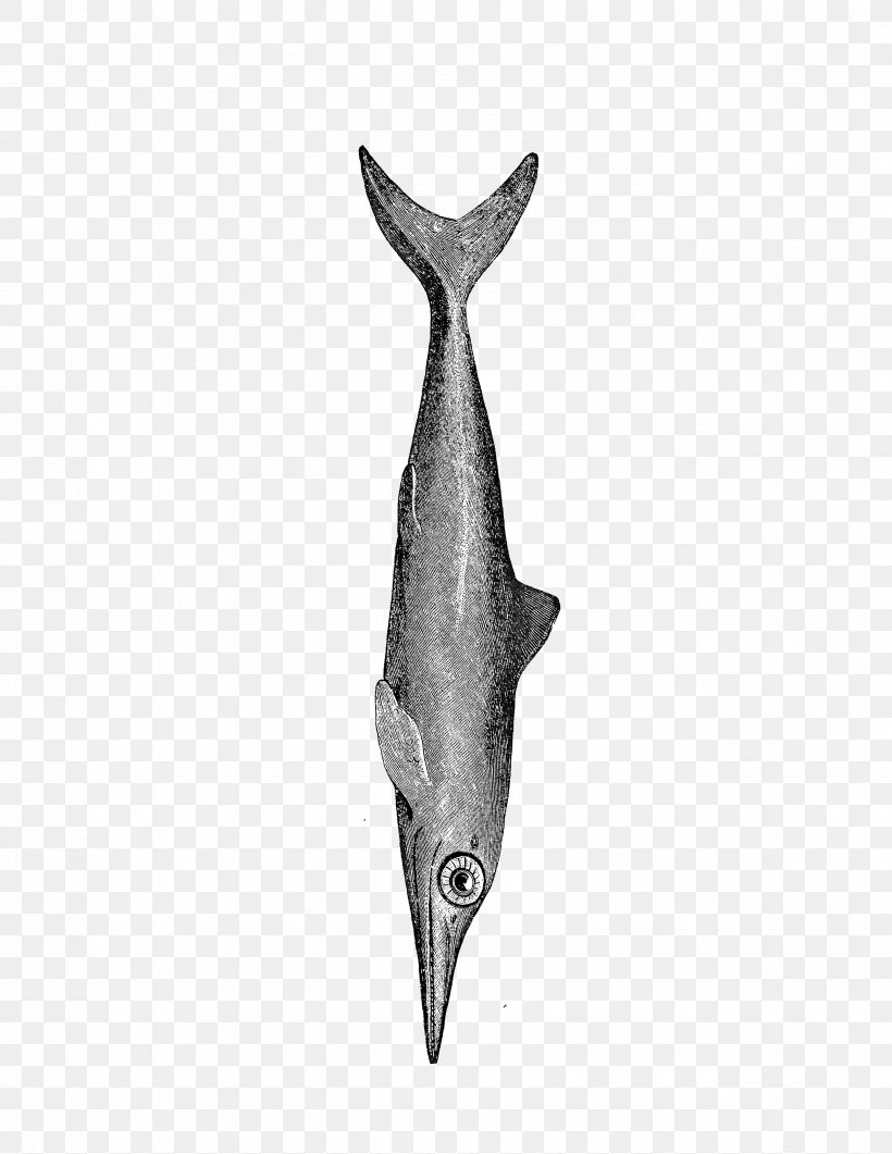 Dolphin Black & White, PNG, 2550x3300px, Dolphin, Black White M, Fish, Tail Download Free