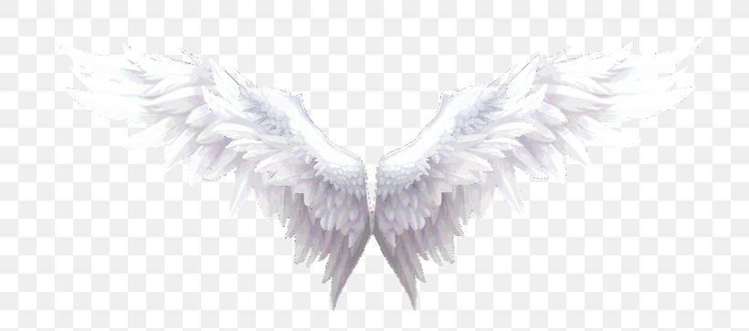 Fur White Neck Angel M, PNG, 754x363px, Fur, Angel, Angel M, Black And White, Feather Download Free