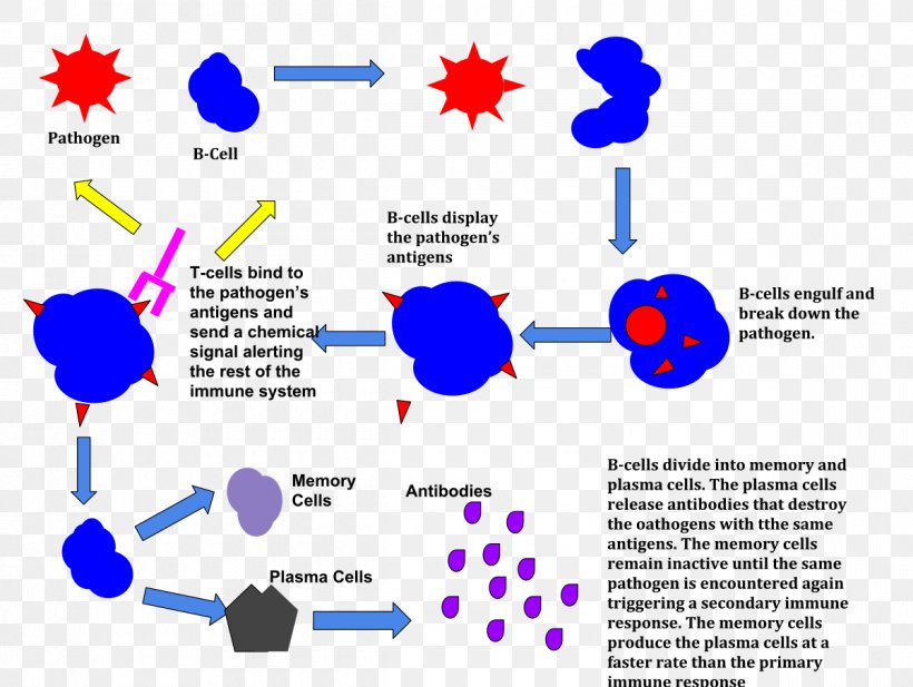 Immune System Immunity The Immune Response Antigen, PNG, 1200x904px, Immune System, Adaptive Immune System, Anatomy, Anthrax Bacterium, Antigen Download Free