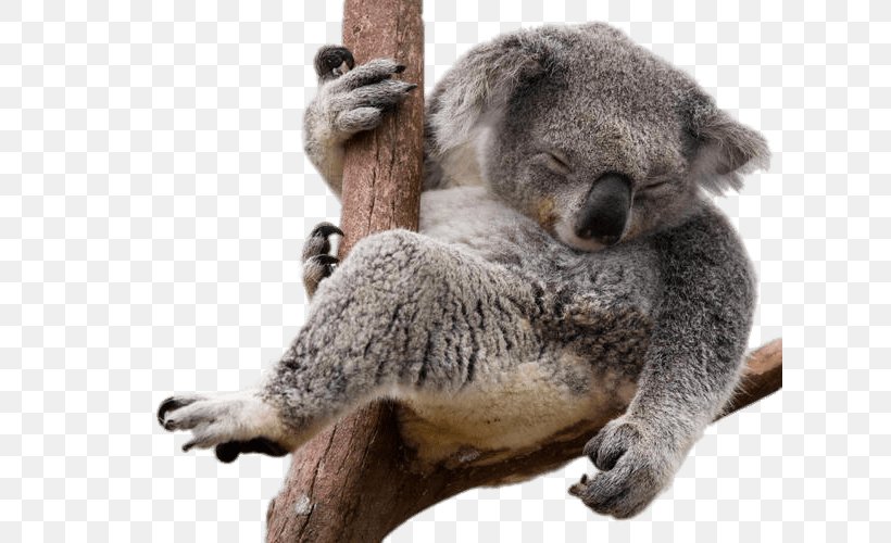 Koala Bear Sloth, PNG, 620x500px, Koala, Bear, Fur, Goal, Gum Trees Download Free