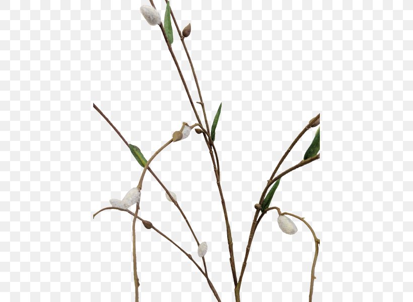 Twig Grasses Cut Flowers Plant Stem Bud, PNG, 800x600px, Twig, Branch, Bud, Cut Flowers, Family Download Free