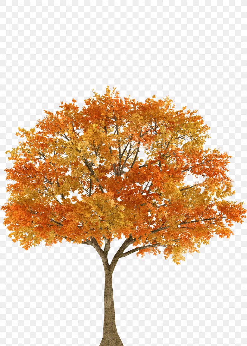 Autumn Tree Maple Oak Branch, PNG, 859x1202px, Autumn, Autumn Leaf Color, Branch, Color, Deciduous Download Free
