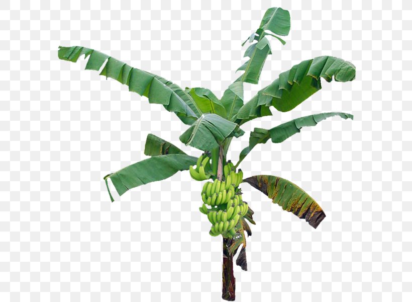 Banana Leaf, PNG, 600x600px, Banana, Banana Family, Banana Leaf, Banana Peel, Cavendish Banana Download Free