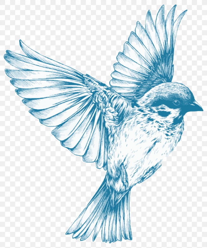 Bird Sparrow Clip Art, PNG, 833x1000px, Bird, Beak, Bird Nest, Bluebird, Drawing Download Free