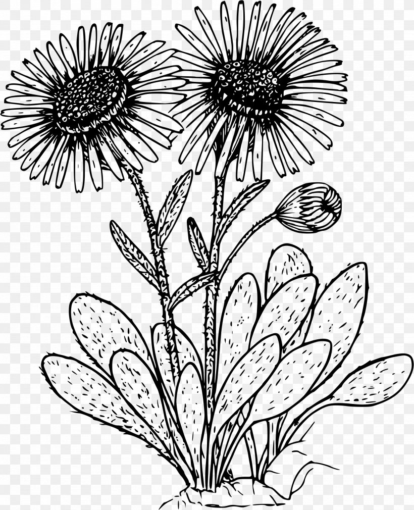 Drawing Common Daisy Clip Art, PNG, 1948x2400px, Drawing, Artwork, Black And White, Branch, Chrysanths Download Free