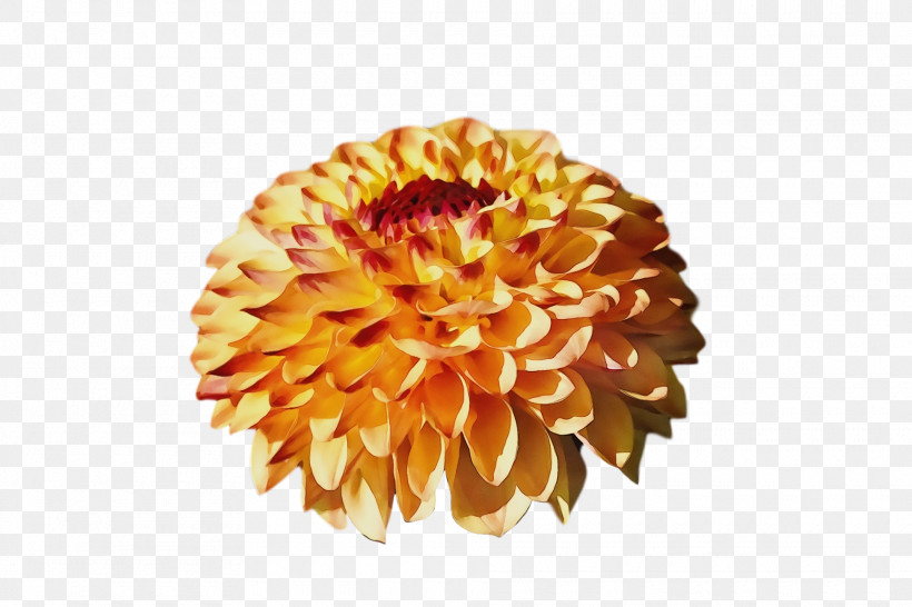 Chrysanthemum Cut Flowers Dahlia Petal Flower, PNG, 1920x1280px, Watercolor, Chrysanthemum, Cut Flowers, Dahlia, Flower Download Free